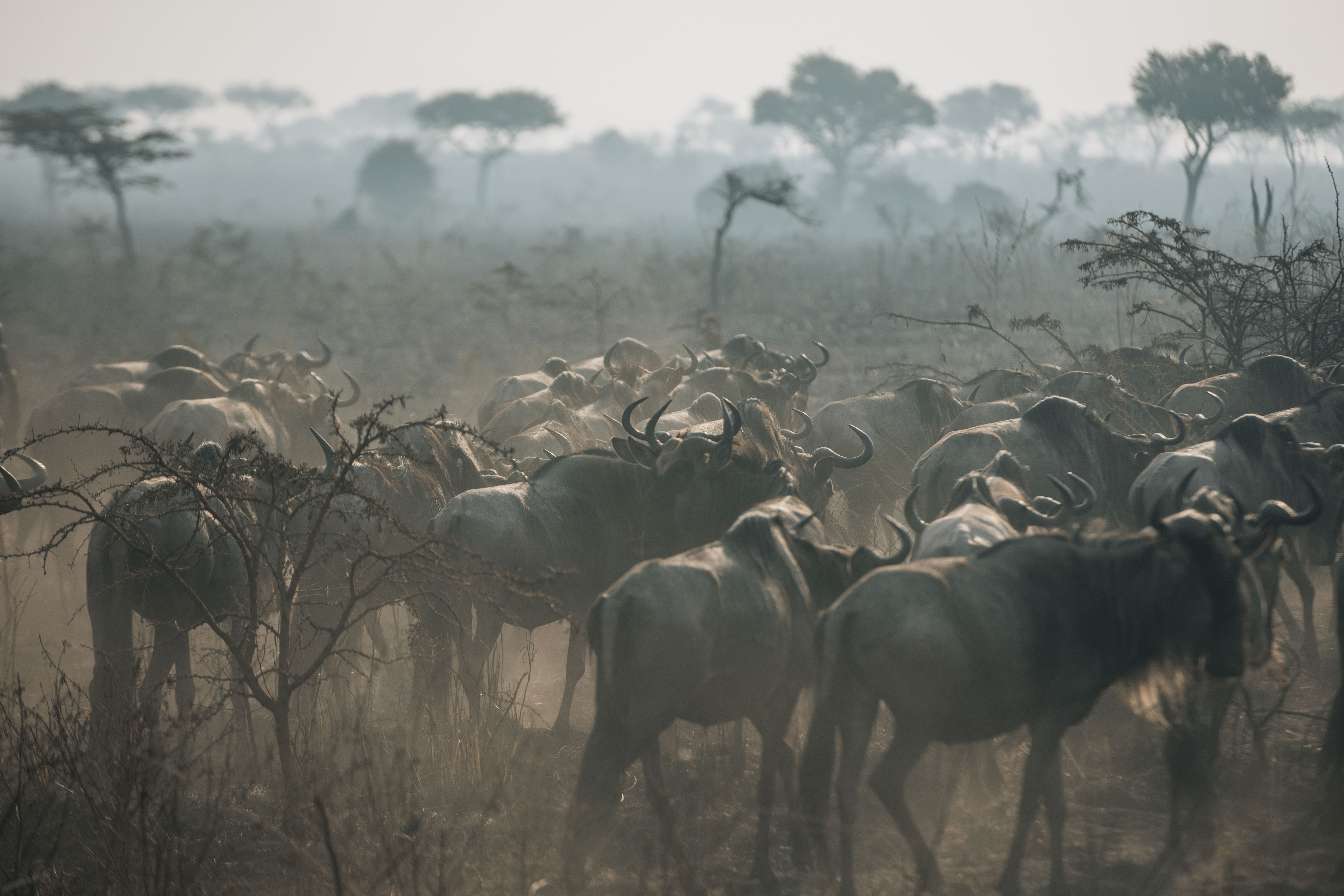 The Wildebeest Great Migration