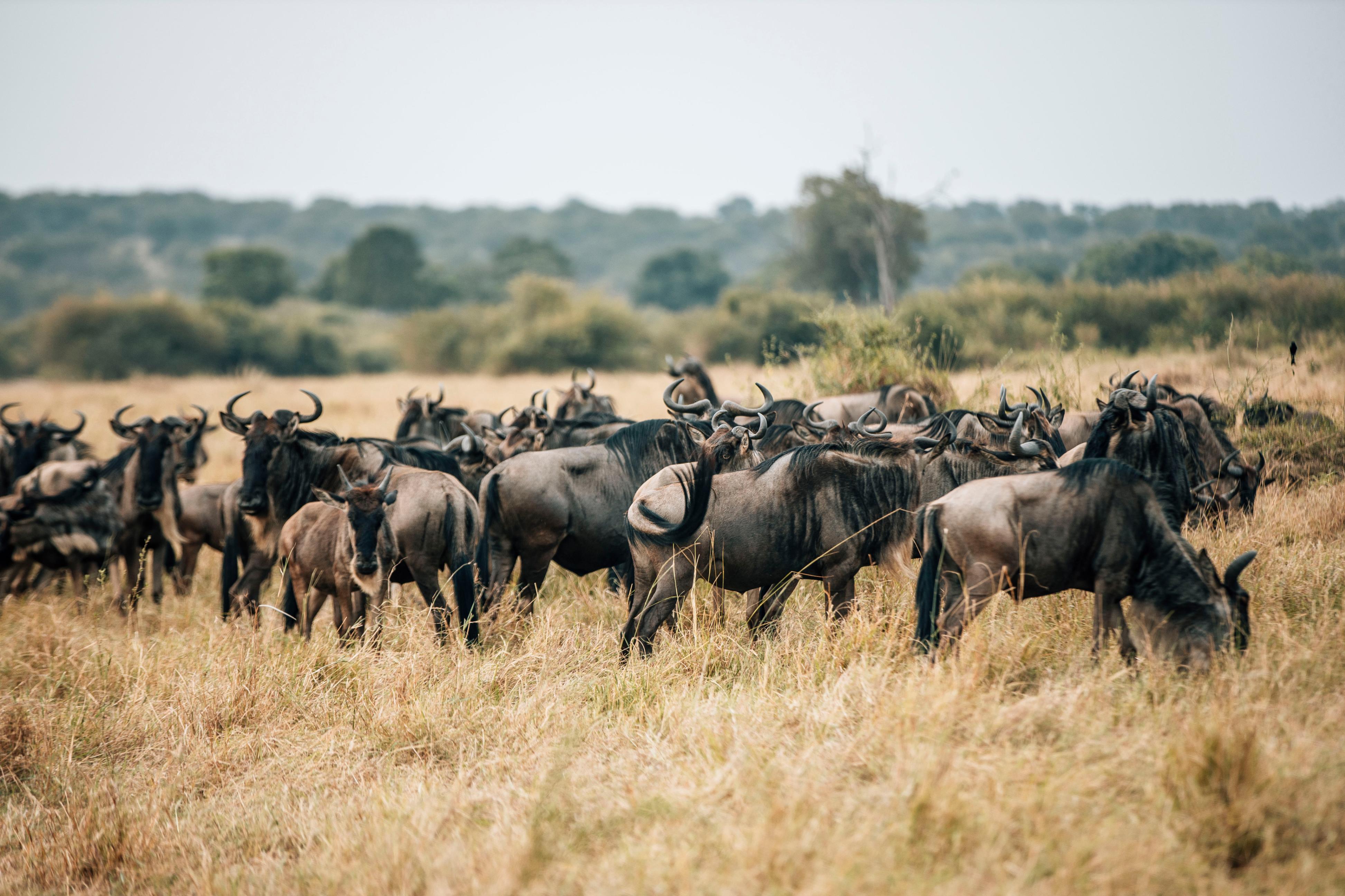 Serengeti National Park