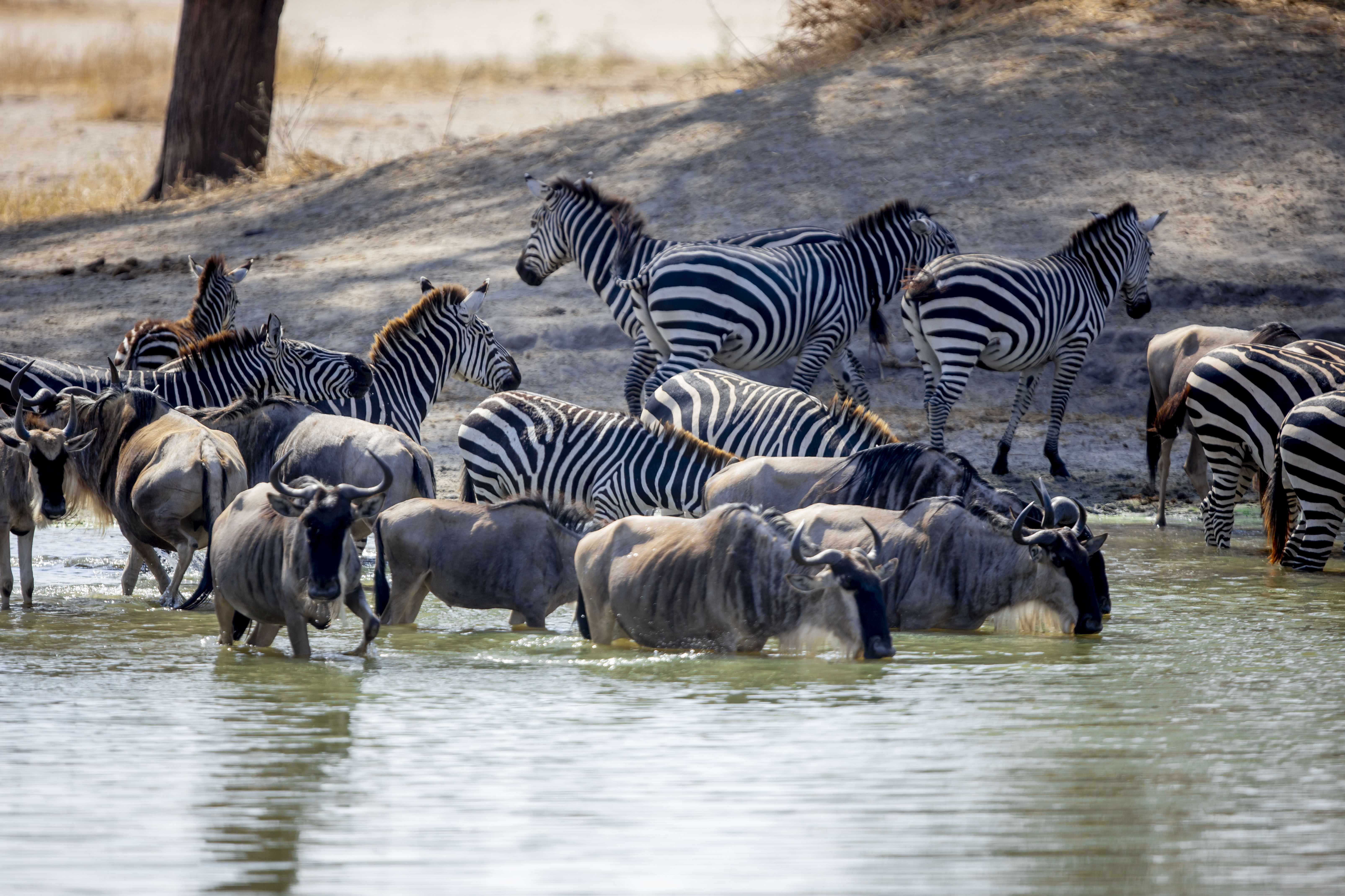 The Great Migration Safari in Tanzania: Ultimate Guide to Witnessing Africa’s Greatest Wildlife Show
