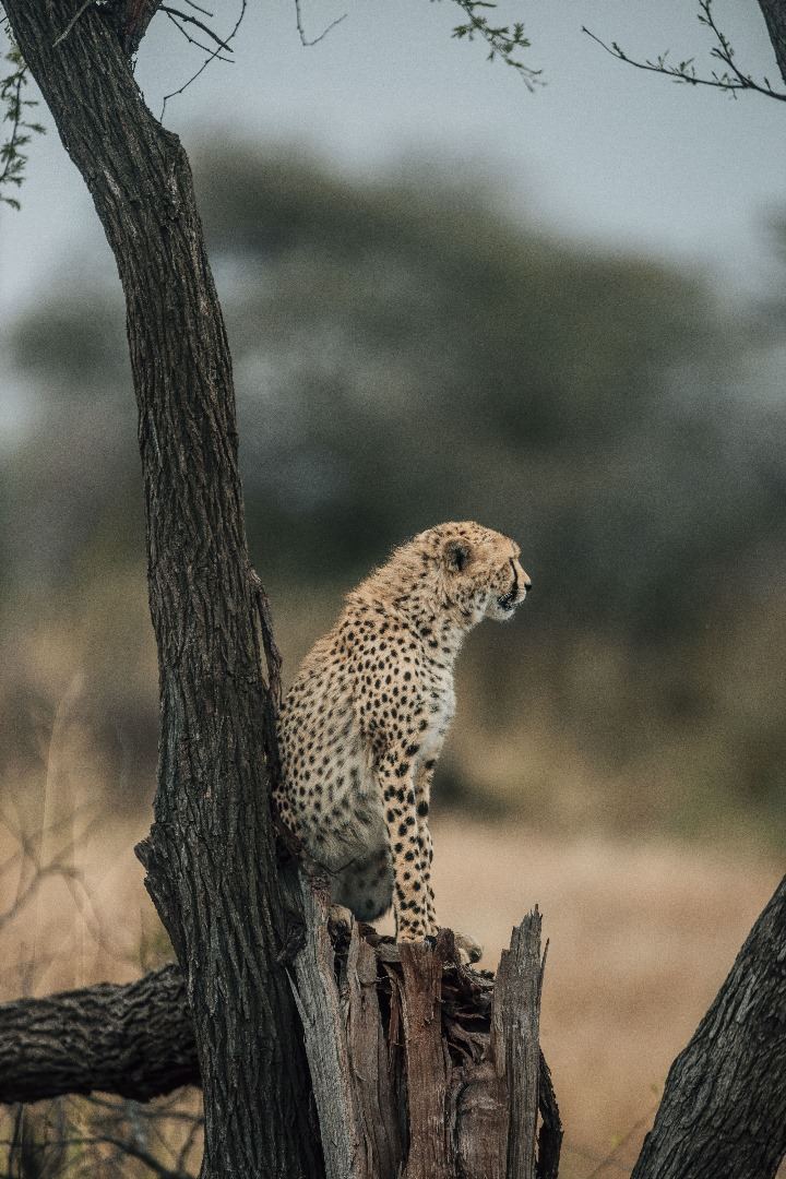 Cheetah